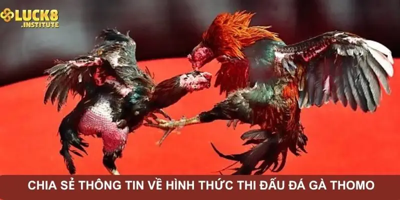 Đá Gà Thomo – Hình Thức Cá Cược Chuyên Nghiệp Nhất 2025 1 chia-se-thong-tin-ve-hinh-thuc-thi-dau-da-ga-thomo